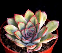 Echeveria pulidonis